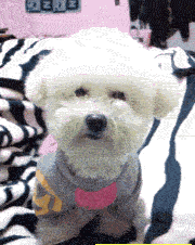 狗子,笑一个,一会带你出去遛弯