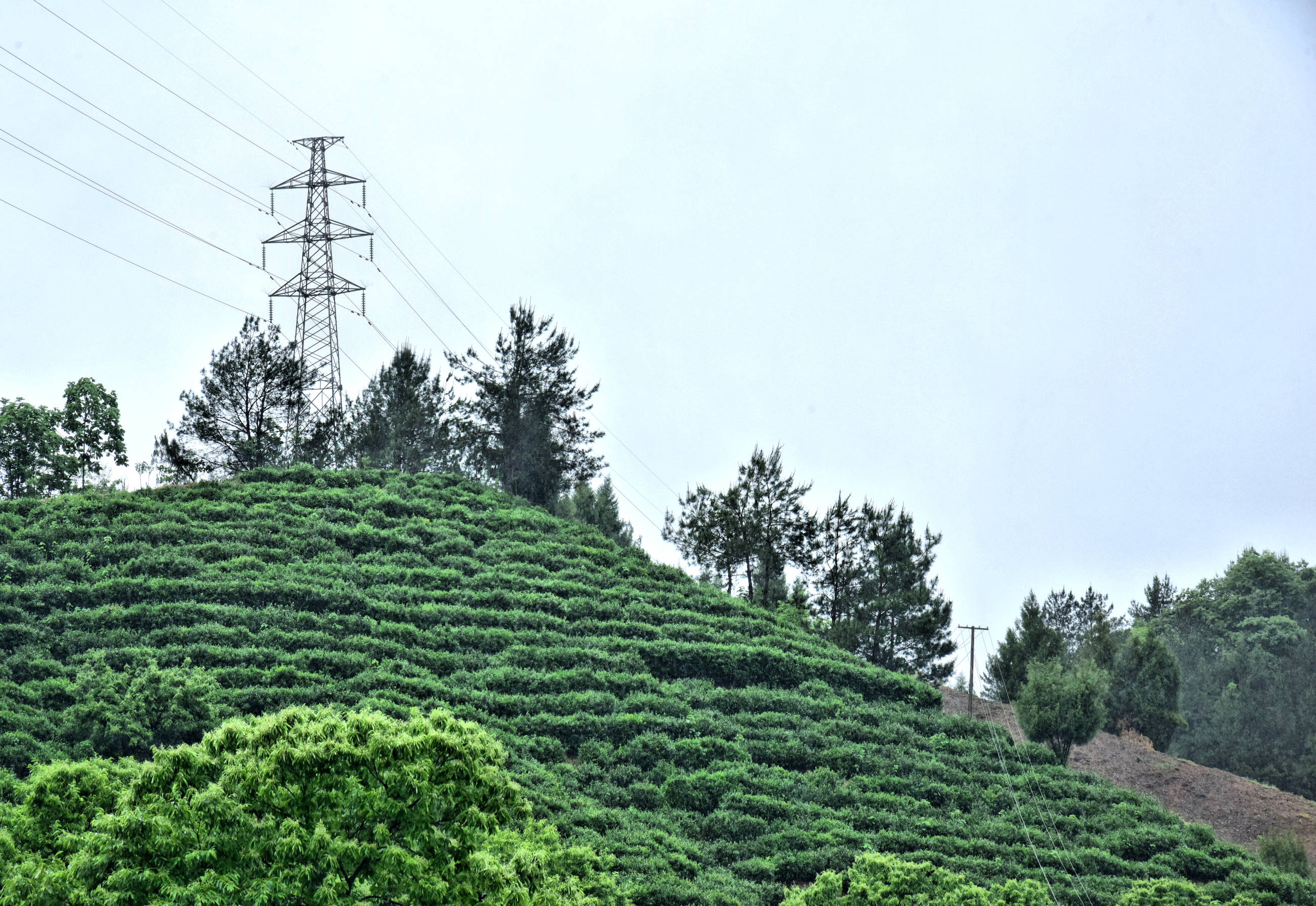 漫山坡 陕西商南县位于北纬33度 商南茶为商南经济发展作出了重大贡献