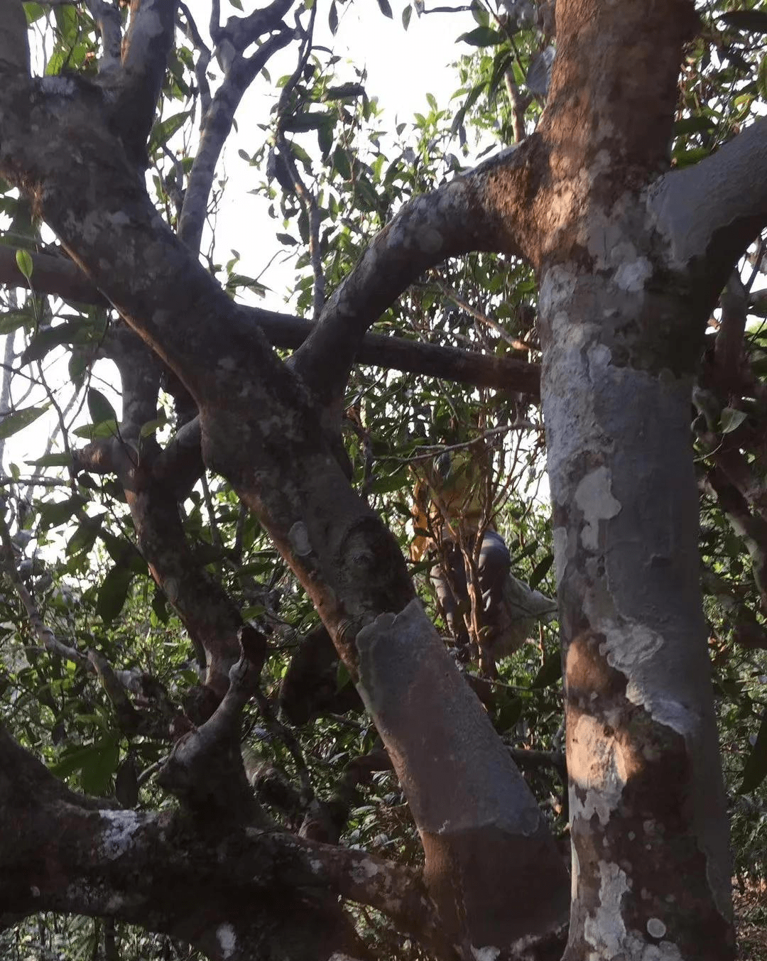 【瑶区普洱茶】以百花之名绽放野冽韵味,百花潭古树茶_茶树