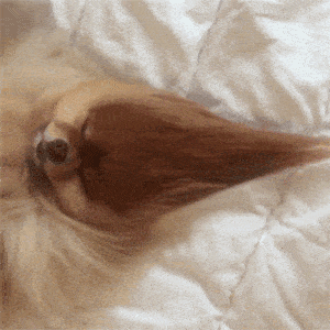 搞笑gif趣图:这妹子不但长得漂亮,而且还会变魔术