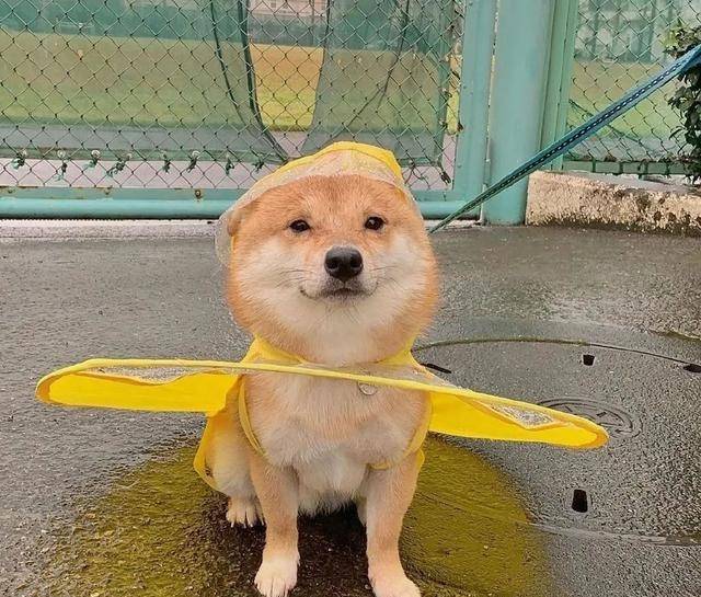 当小柴犬穿上新雨衣,这小碎步也太可爱了