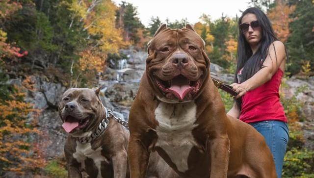 比特犬的悲哀,生来就是为了战斗,渴望被善待