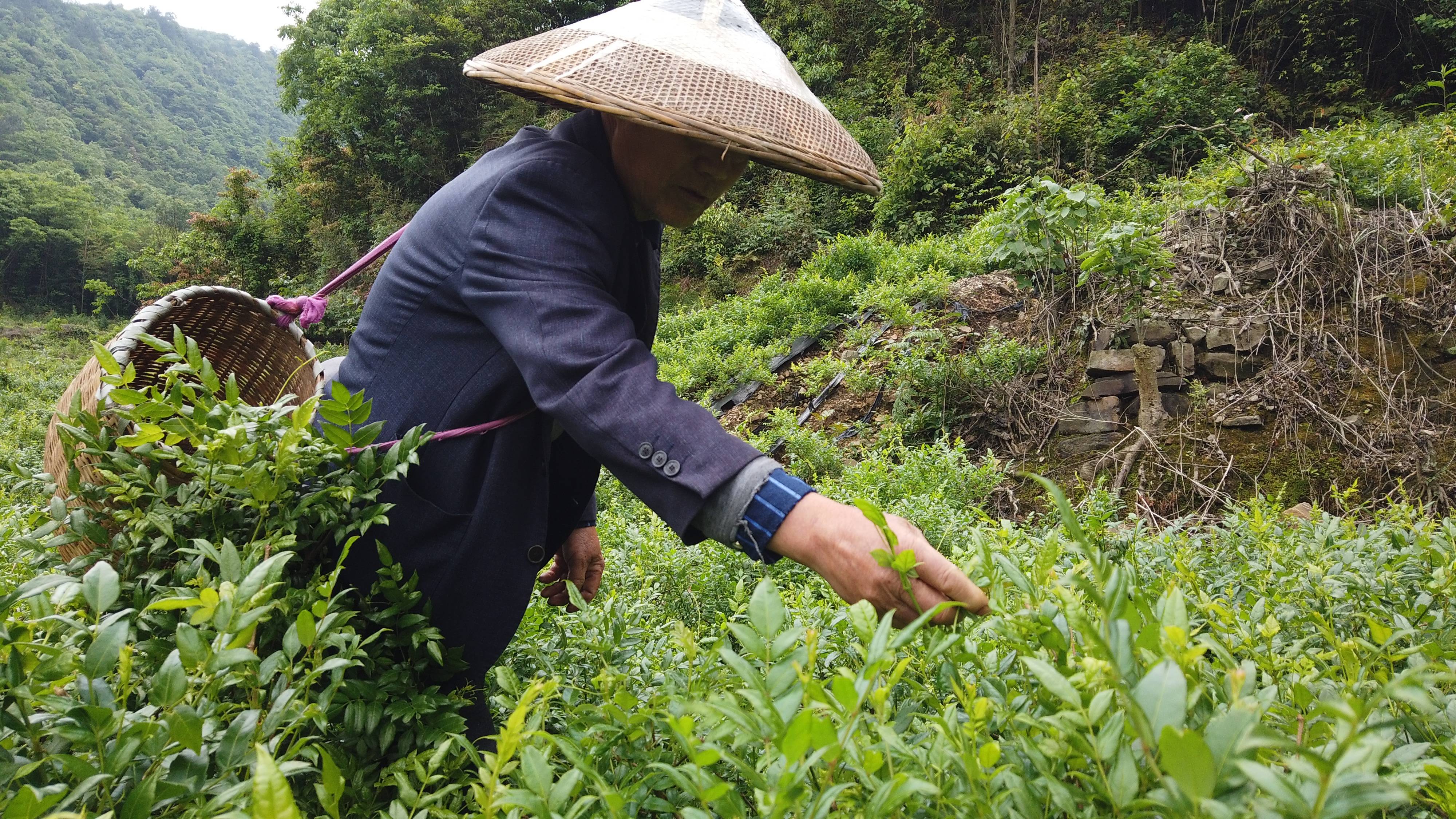 黄然辉采摘莓茶