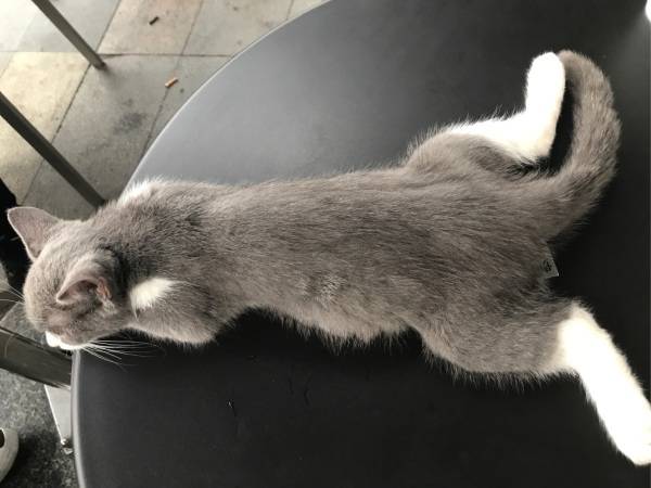 猫咪后腿无力是什么原因?怎么解决?