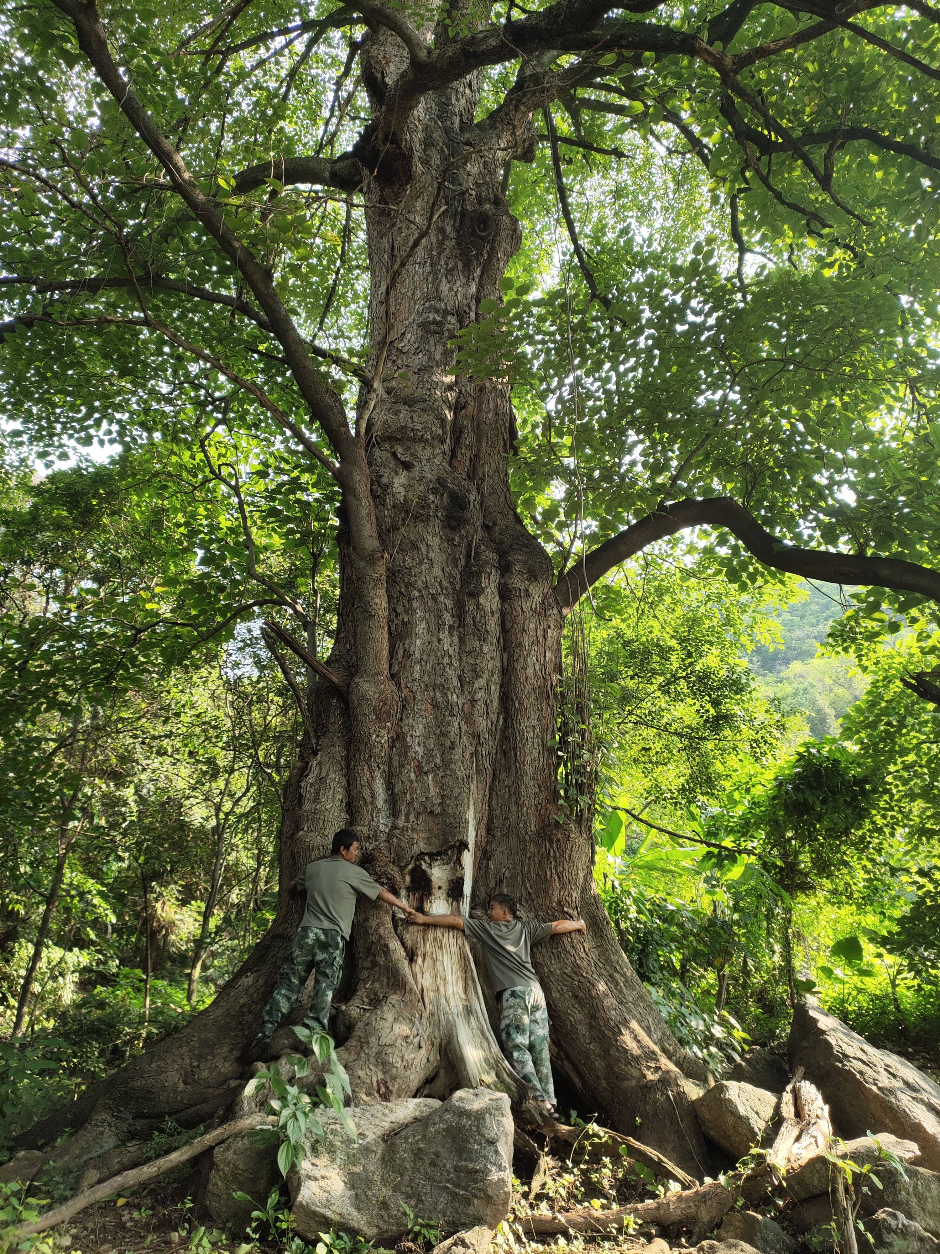 云南保山这棵千年野生桑树被专家评为"世界桑树王"树高49.