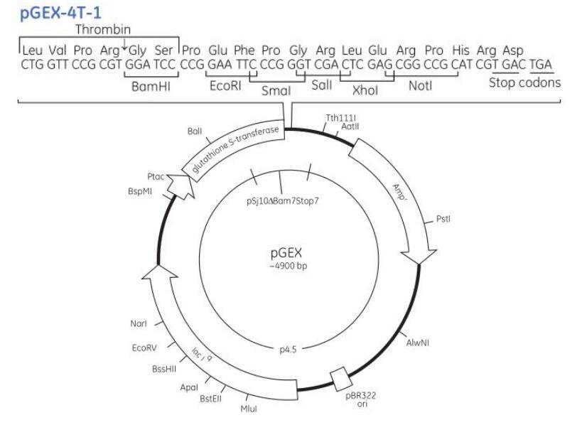 pgex-4t-1载体质粒图谱,序列,说明书,价格