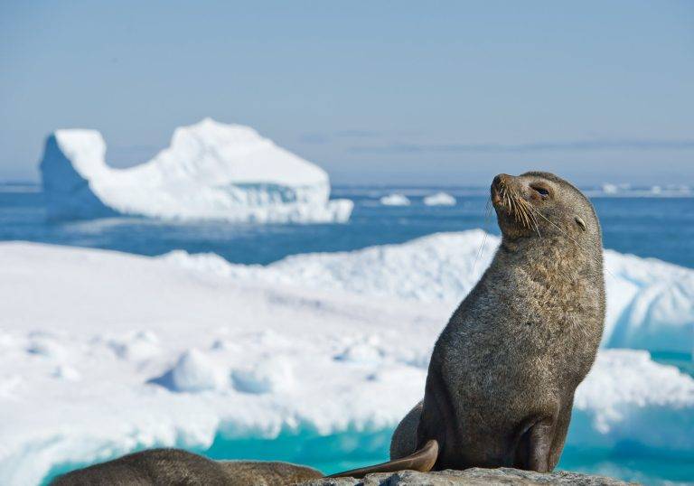 南极皮毛海狮