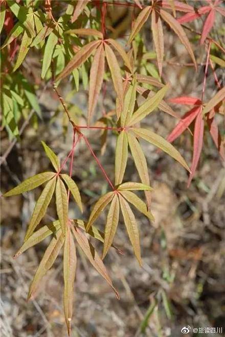 四川特有珍稀植物五小叶槭