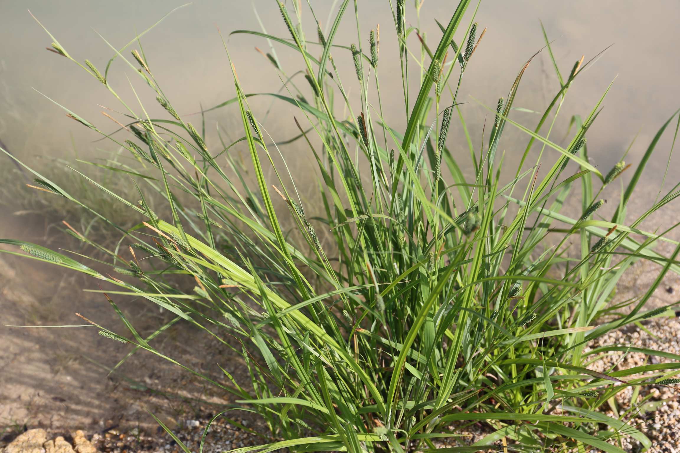 庆元植物1438-莎草科-薹草属-斑点果薹草