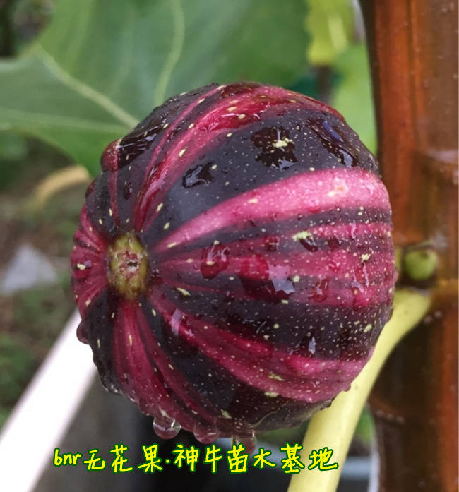 彩色的无花果你见过吗-bnr无花果特点介绍