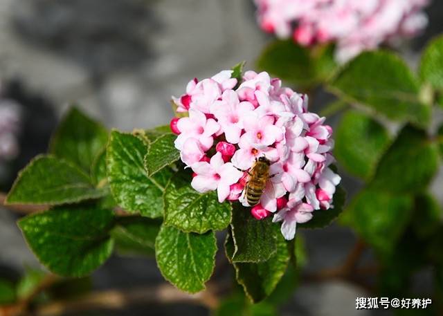 偶遇红蕾荚蒾,花繁叶茂,色香俱全,秋日妖娆!