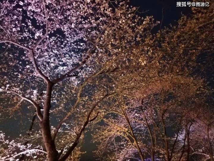 无锡鼋头渚夜色下的樱花之美