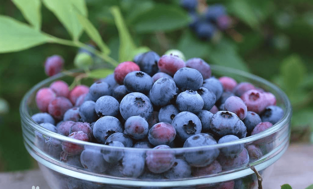 "眼睛的保护神"——蓝莓植物非试管高效快繁蓝莓