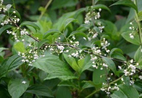 岗梅,中药名,为冬青科植物梅叶冬青【ilex asprella (hook. et am.