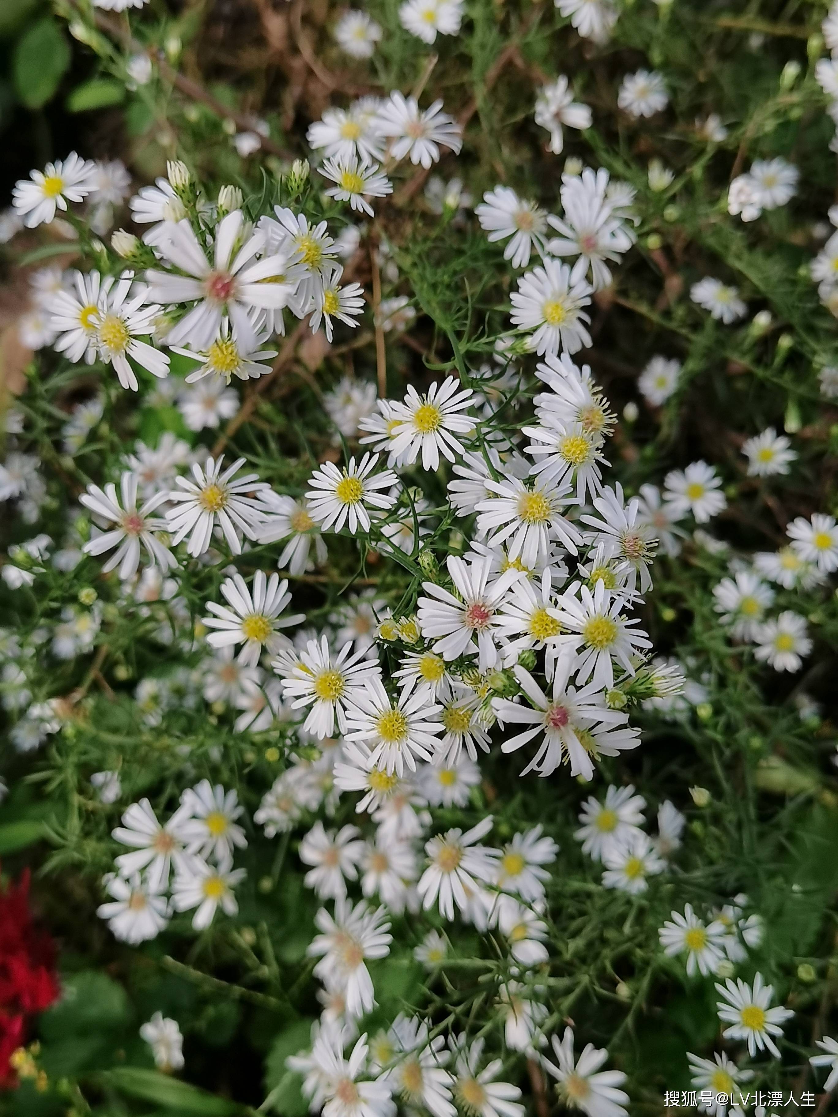 柳叶白菀羽状鸡冠花非洲凤仙紫菀天蓝鼠尾草金光菊一串红醉蝶花马缨丹