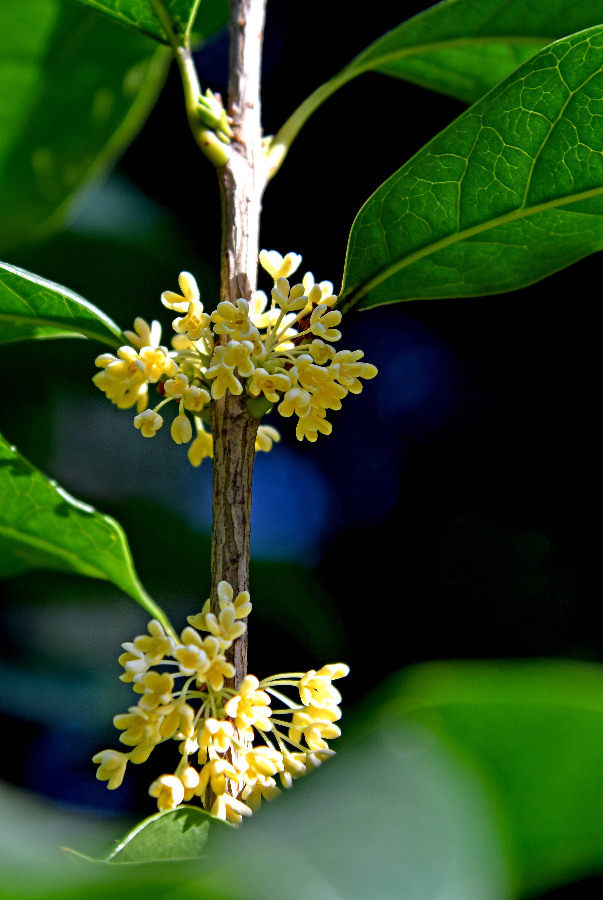 金秋时节赏桂花(三—香浓致远