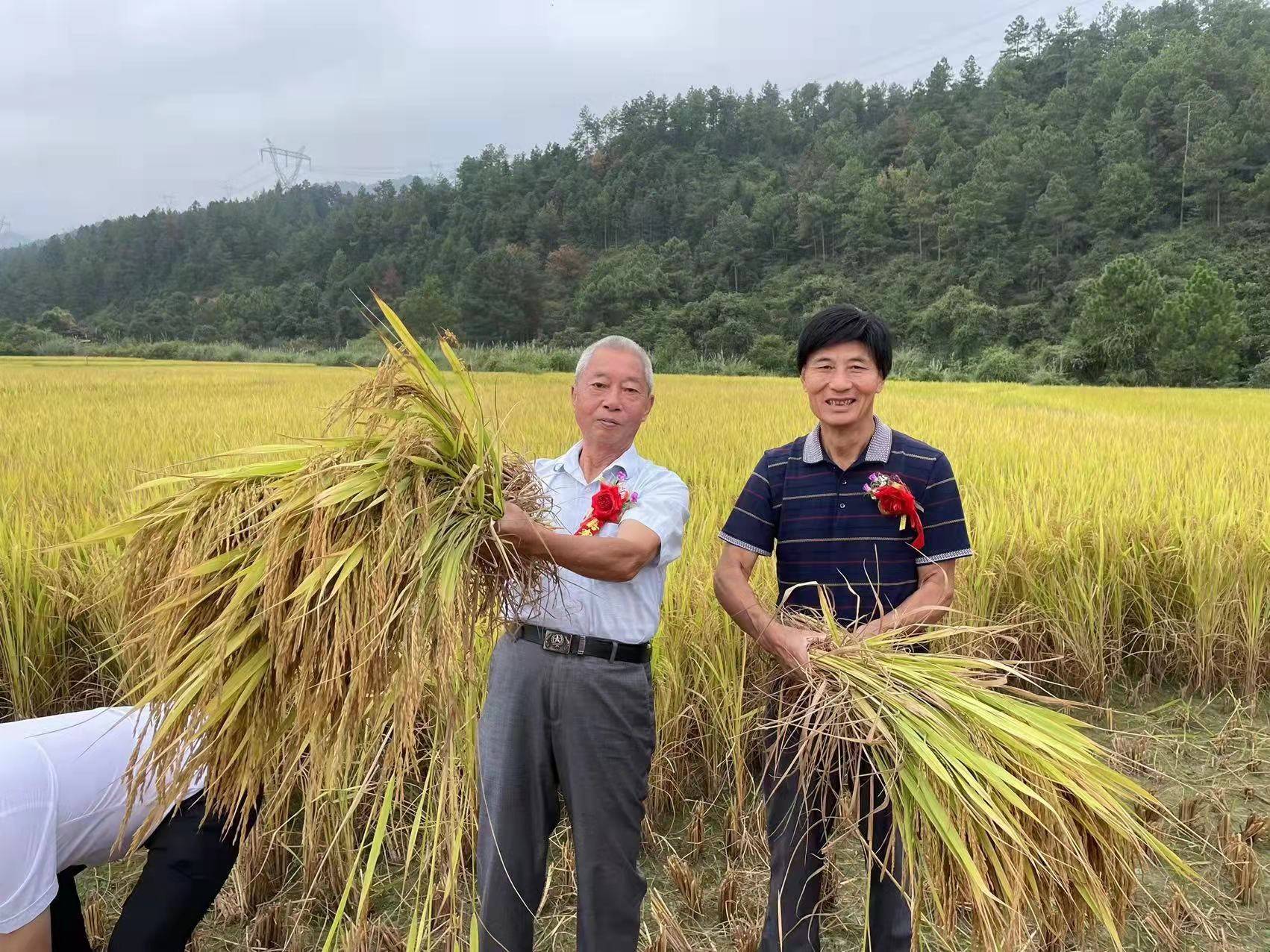 丰收了:江西省一江秋公司秋季富硒稻收割开镰仪式