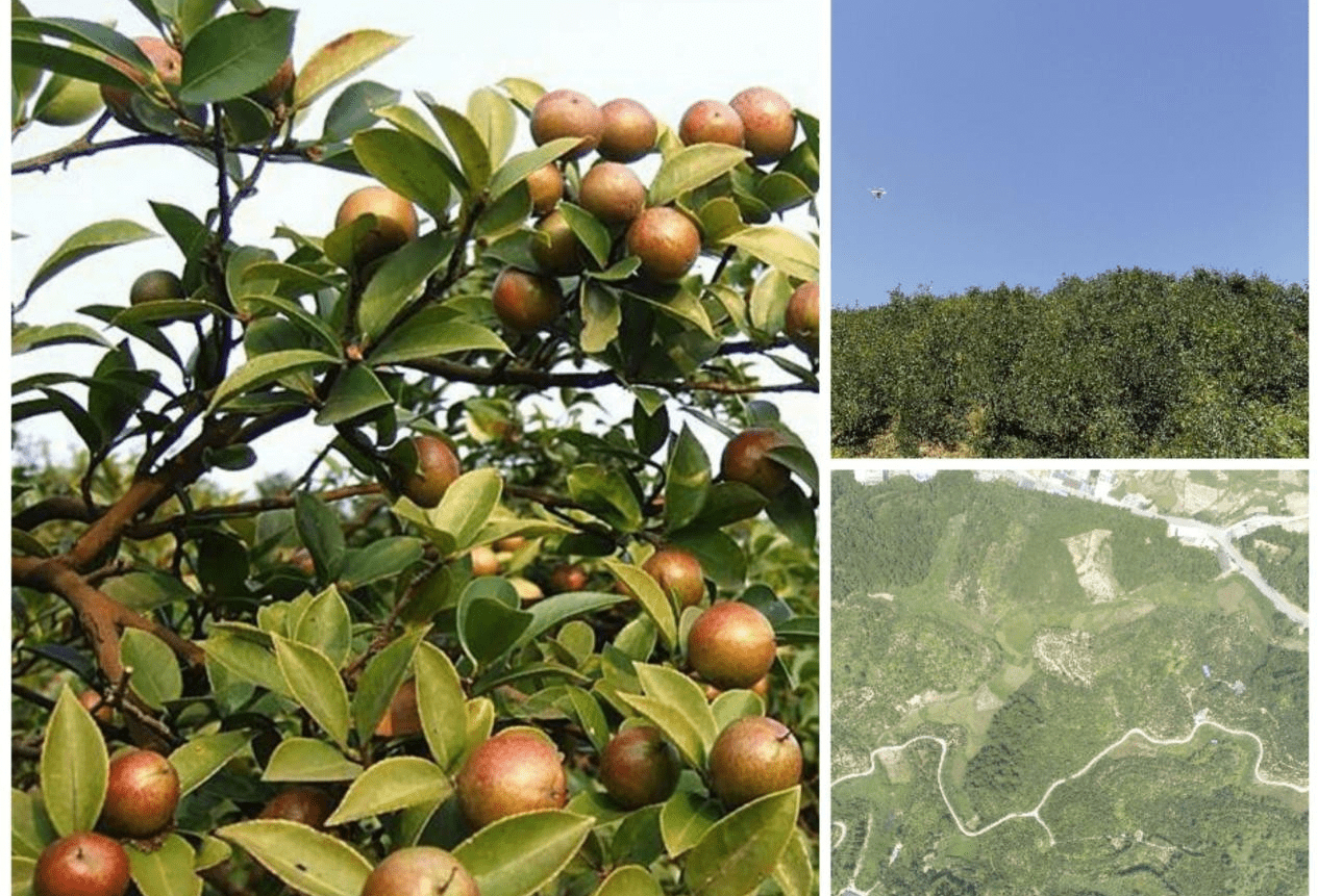 贵州山茶产业综合开发有限公司简介_油茶