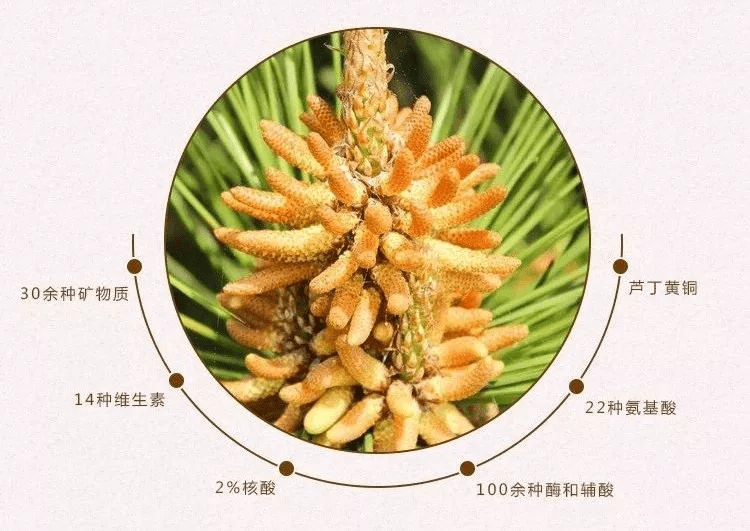 神奇的松花粉是一场骗局吗带你了解松花粉的真实功效