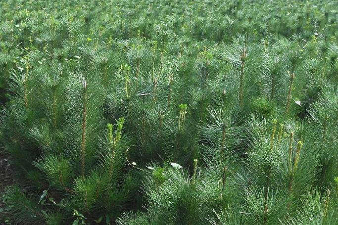 植物非试管高效快繁—日本冷杉