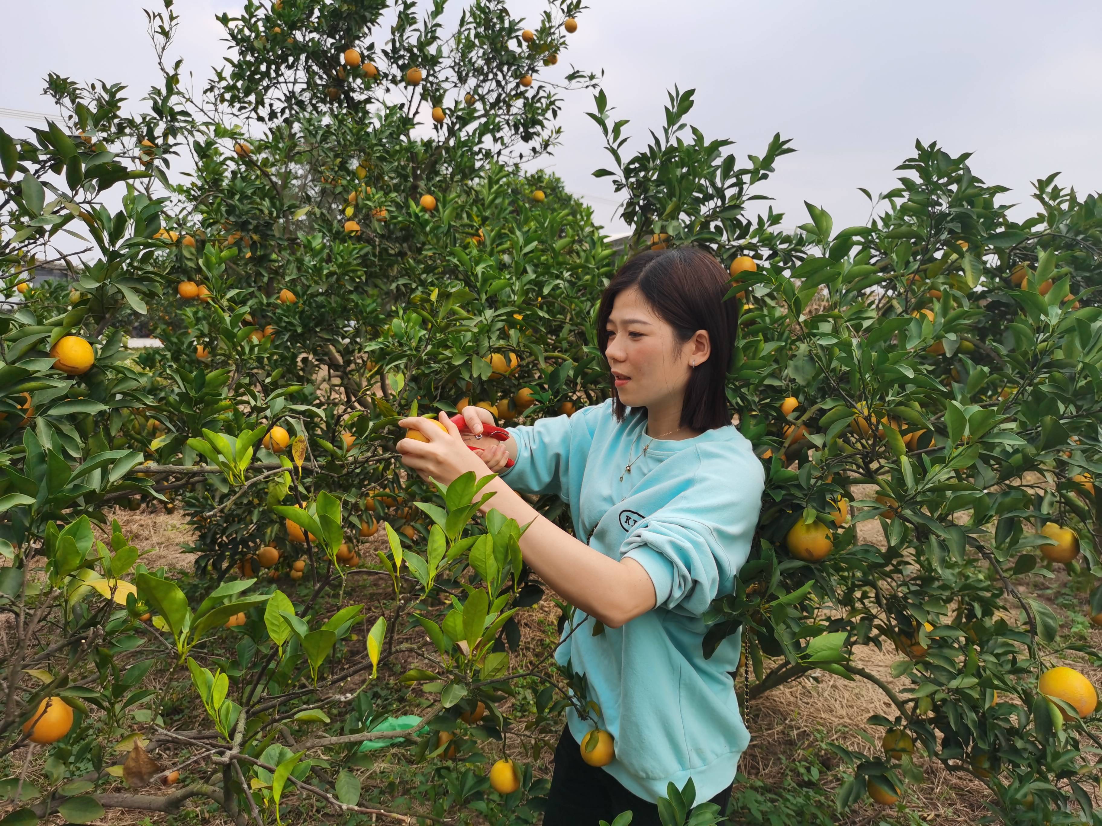 红橙飘香迎远客 廉江旅游消费升温