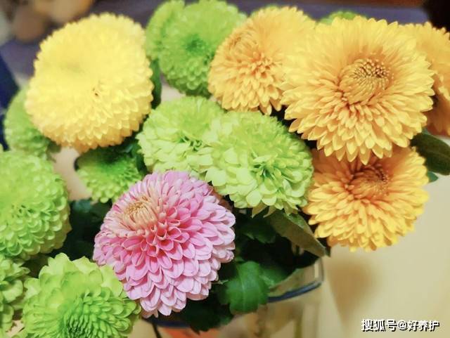 乒乓菊花色丰富,主要有黄,绿,白,红四种颜色,花型圆整可爱,有"圆满"的