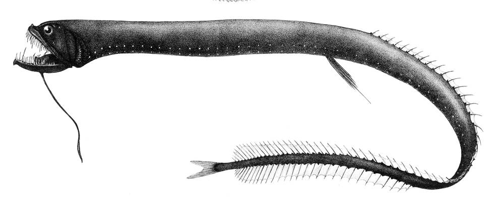 woodward/wikimedia大西洋奇棘鱼 (idiacanthus atlanticus),俗称