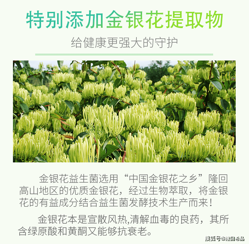 金银花益生菌隆回盛世丰花特产