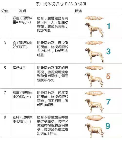 体重超过正常值(具体可参照犬类体重对照表)的15~20%就是肥胖症,多发