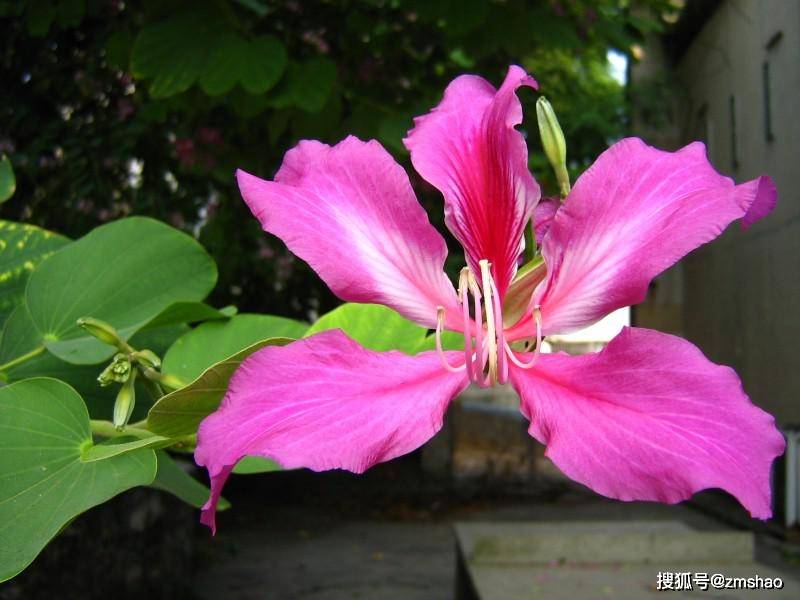 香港市花紫荆花