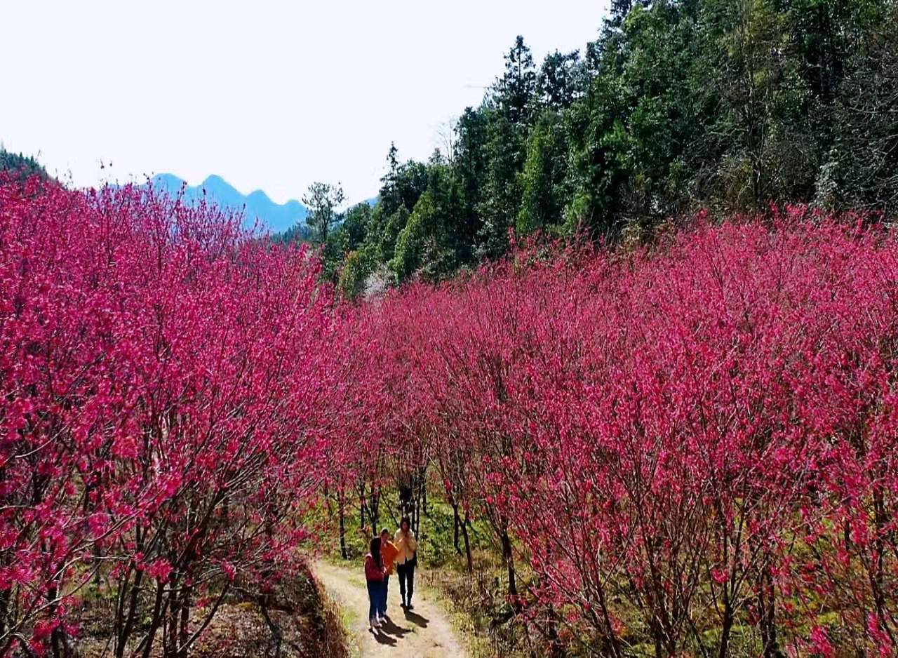 杭州临安"樱花小镇"樱花竞相绽放 每一张都可做壁纸_米积村_村落_景区