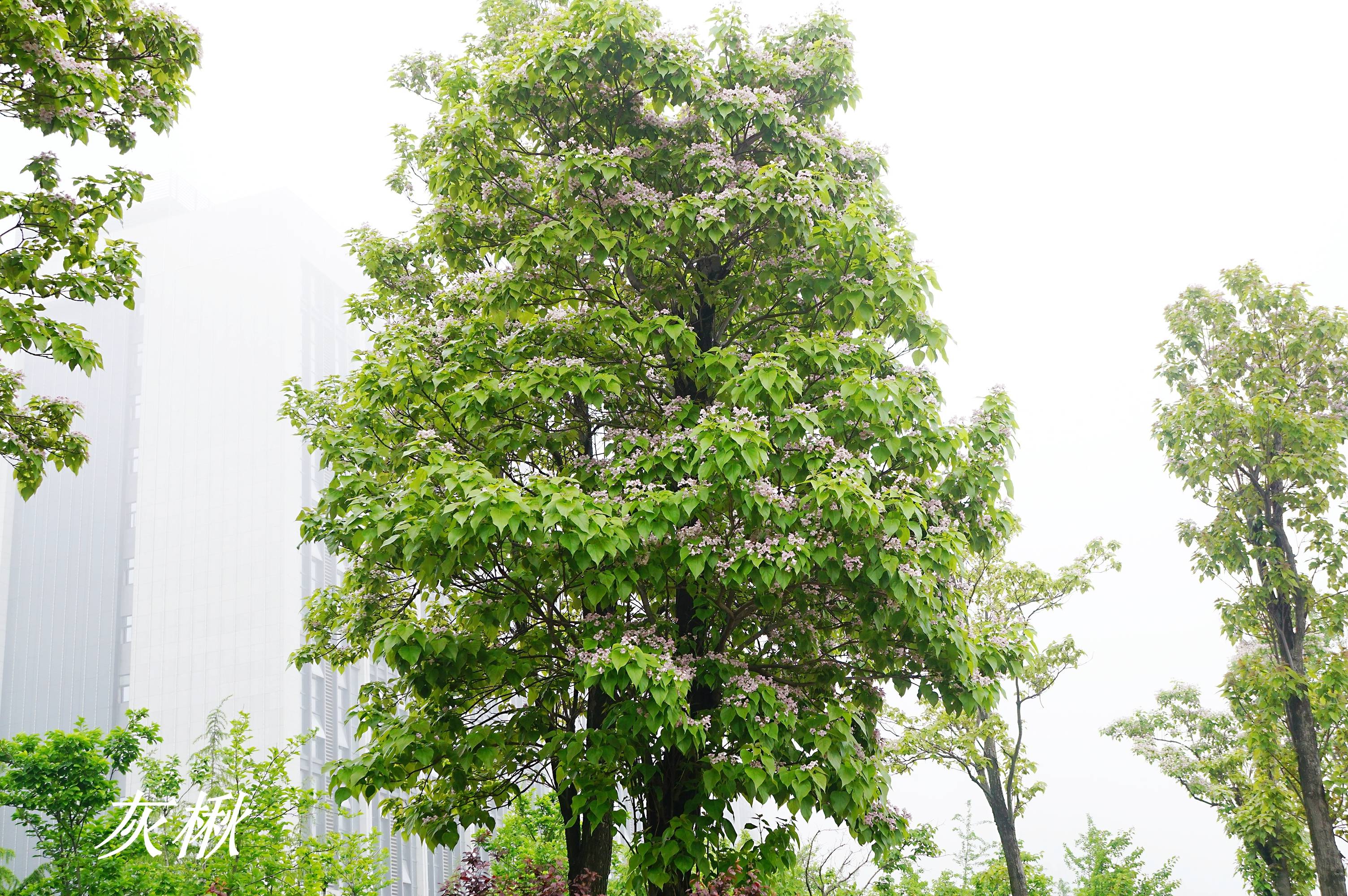 《诗经》里的植物辨识(二十四)楰是灰楸_鼠梓_山楸_分枝