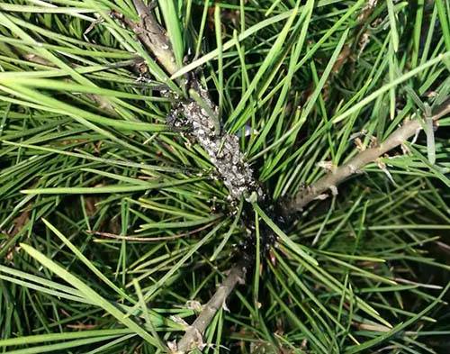 黑松病虫害防治技术黑松有哪些常见的病虫害黑松松大蚜松梢螟落针病枝