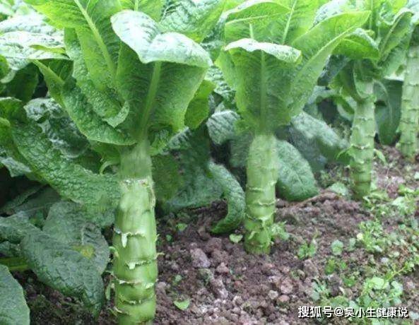 几种蔬菜水果或可常吃_功能_蛋白质_食物