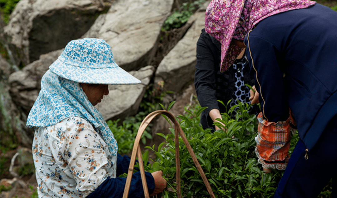 蒂芙特说茶:武夷岩茶常见36种茶树品种(下)_后代_瑞香