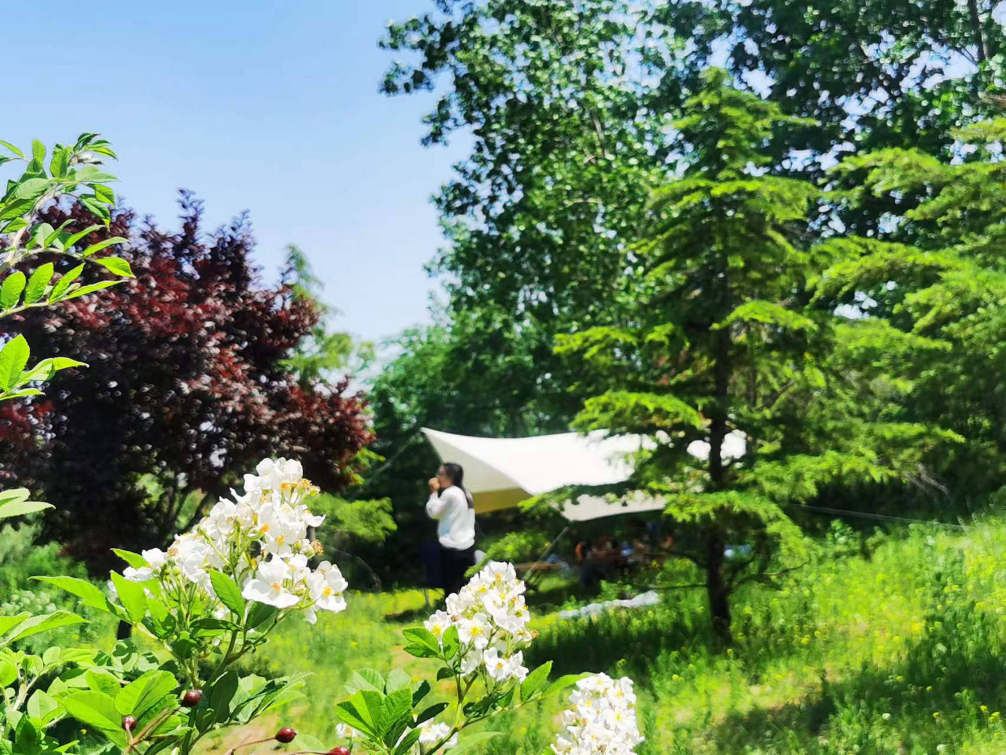 不出济南郊野露营，山野清风，虫鸣鸟语，这才是初夏最佳打开方式