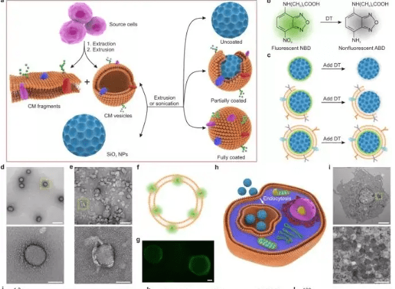 细胞膜包裹纳米胶束水凝胶红细胞膜仿生细胞膜plga纳米颗粒
