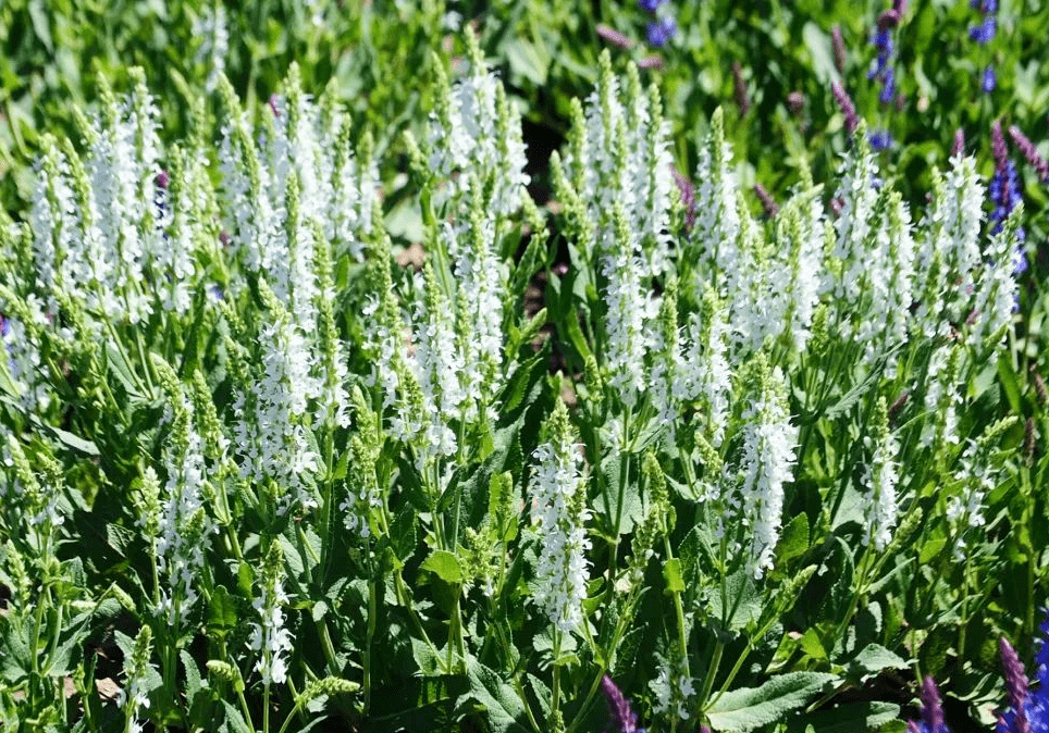 白色系:雪山鼠尾草,瓣蕊唐松草,槟菊△光辉岁月向日葵△大花金鸡菊