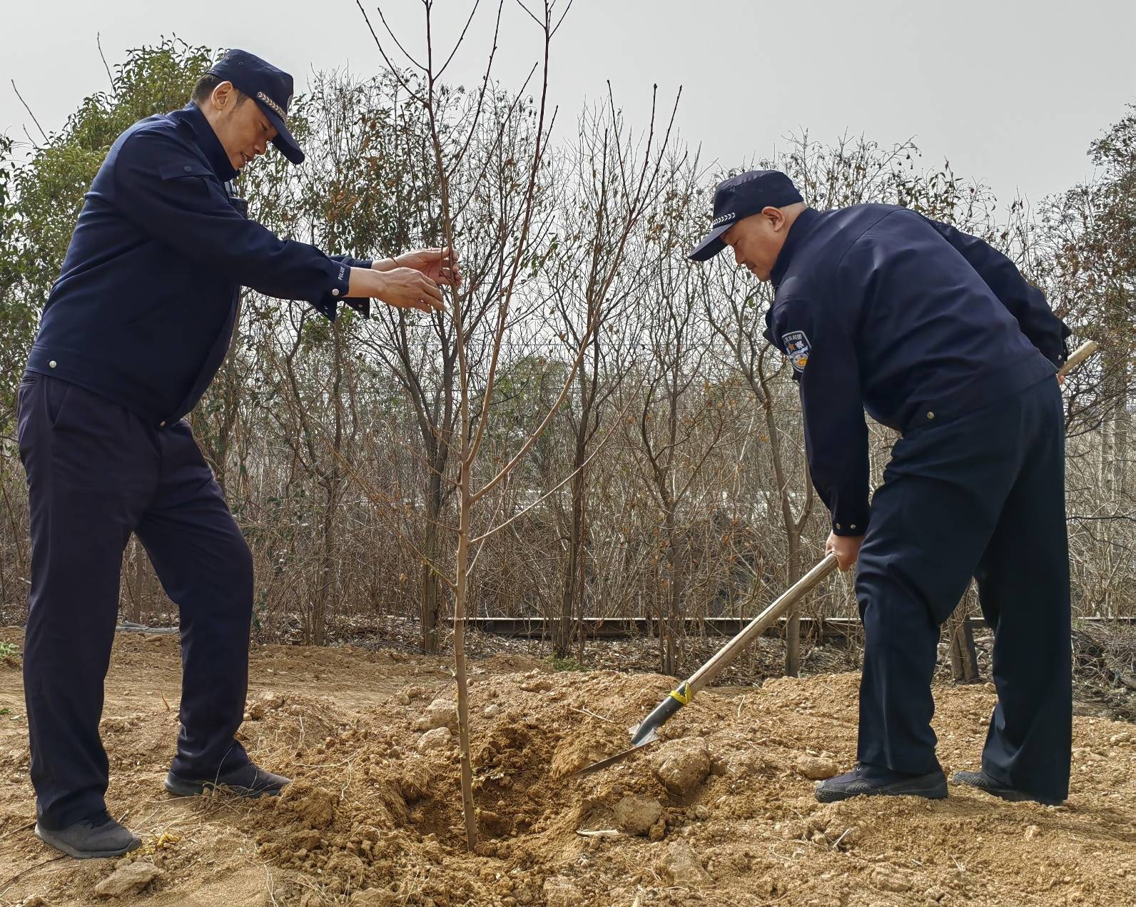 巡查集能量、收集云种树——洛阳所开展植树节活动