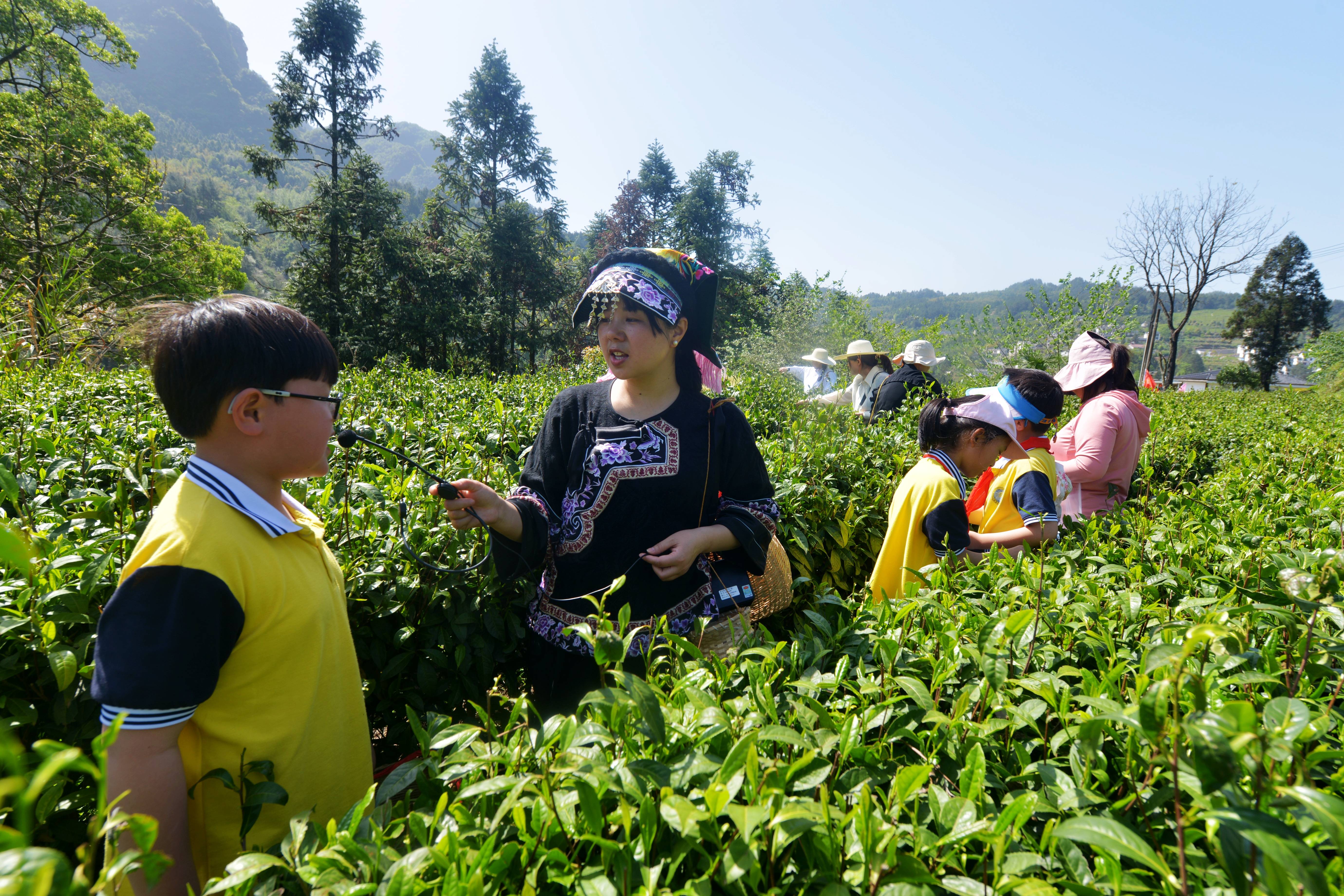 张家界金海尝试学校：莘莘学子采茶欢 劳动教育助双减（组图）