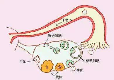 生殖科普丨卵子的发育过程是什么样的呢？