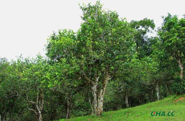 普洱茶的谷花茶是什么意思