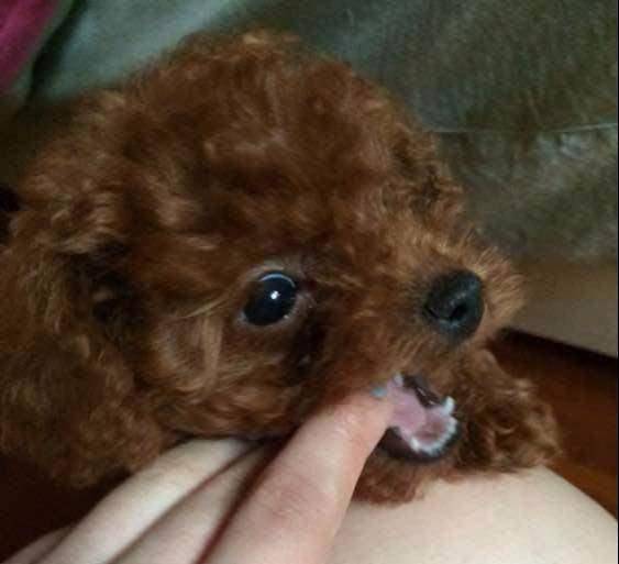 六个原因告知你,为什么泰迪犬会咬人?不要只顾着打骂了