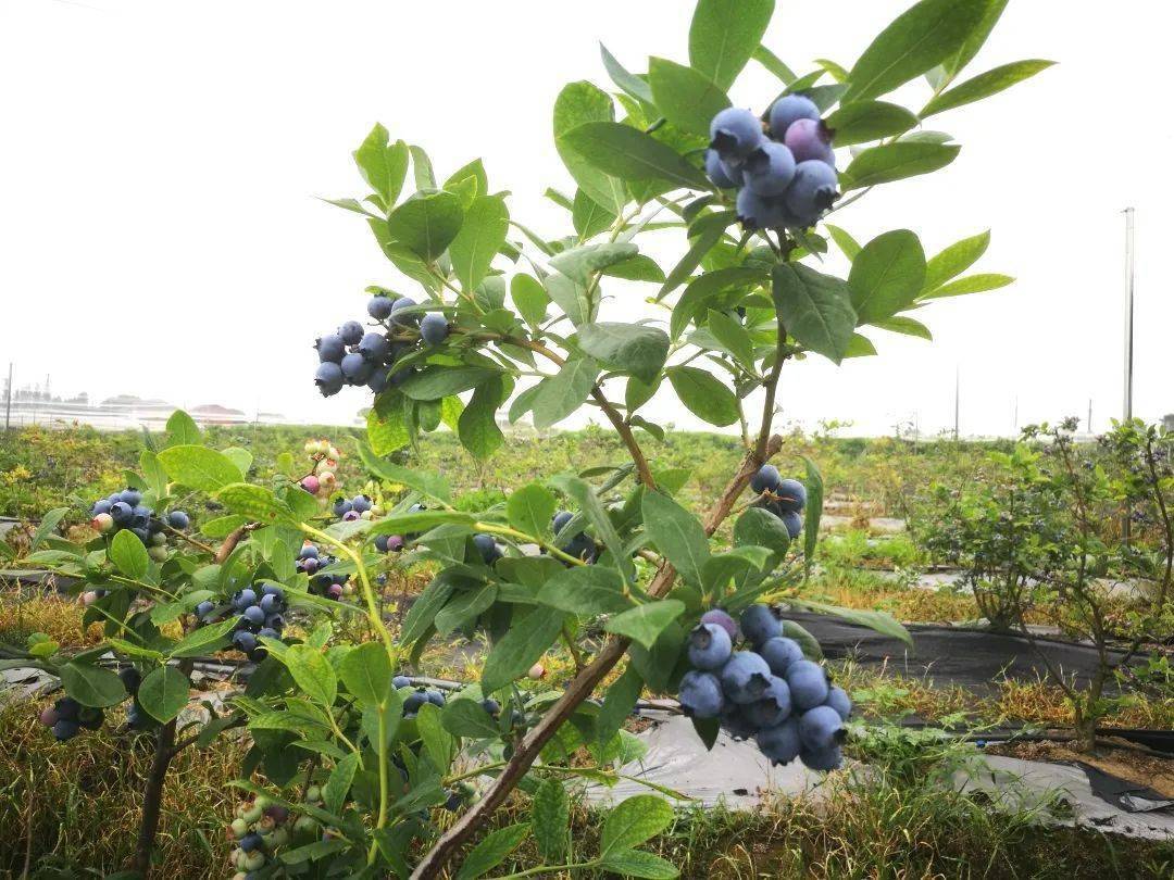的美味蓝莓 进园采摘无限嗨吃 分分钟实现蓝莓自由~ 蓝莓树连绵成片
