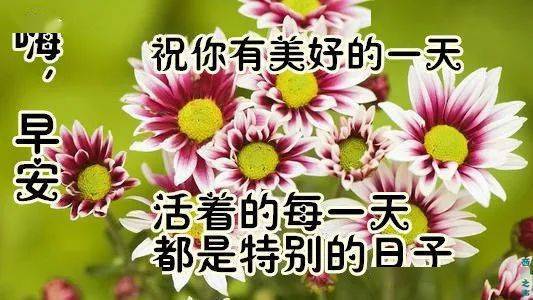 6月4日最漂亮早上好动态表情图片大全,早晨好动图美图