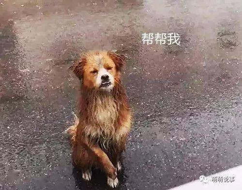 流浪狗傻傻蹲在雨中,一位男子停了下来,下一个瞬间,泪