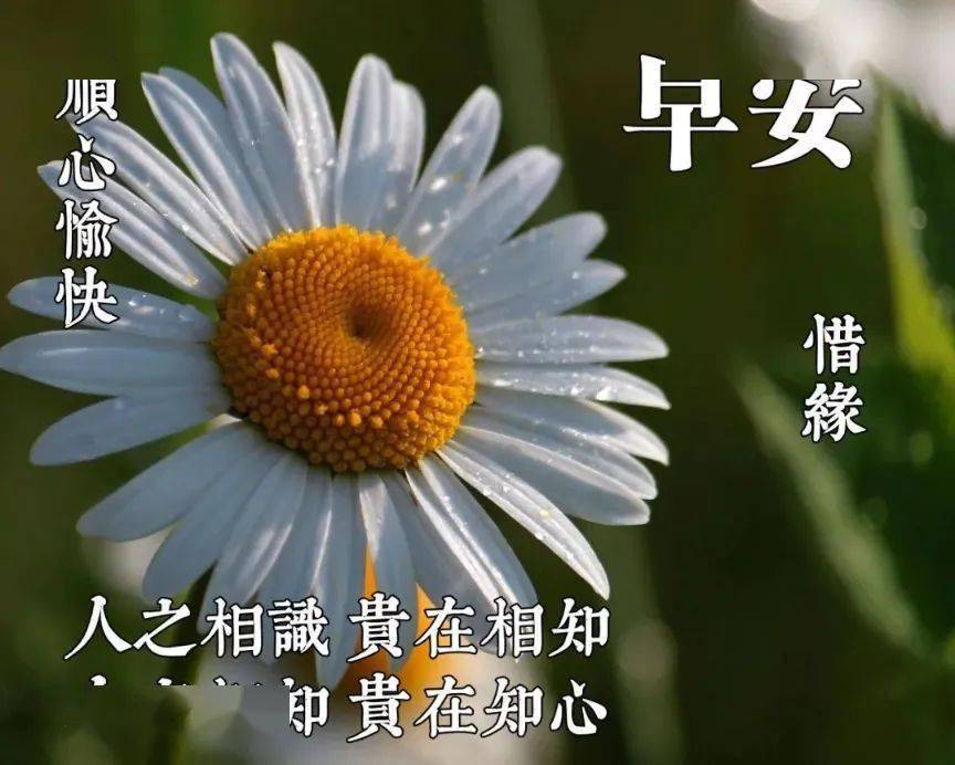 朋友圈清早早上好问候图片鲜花带字,早晨美好祝福送给