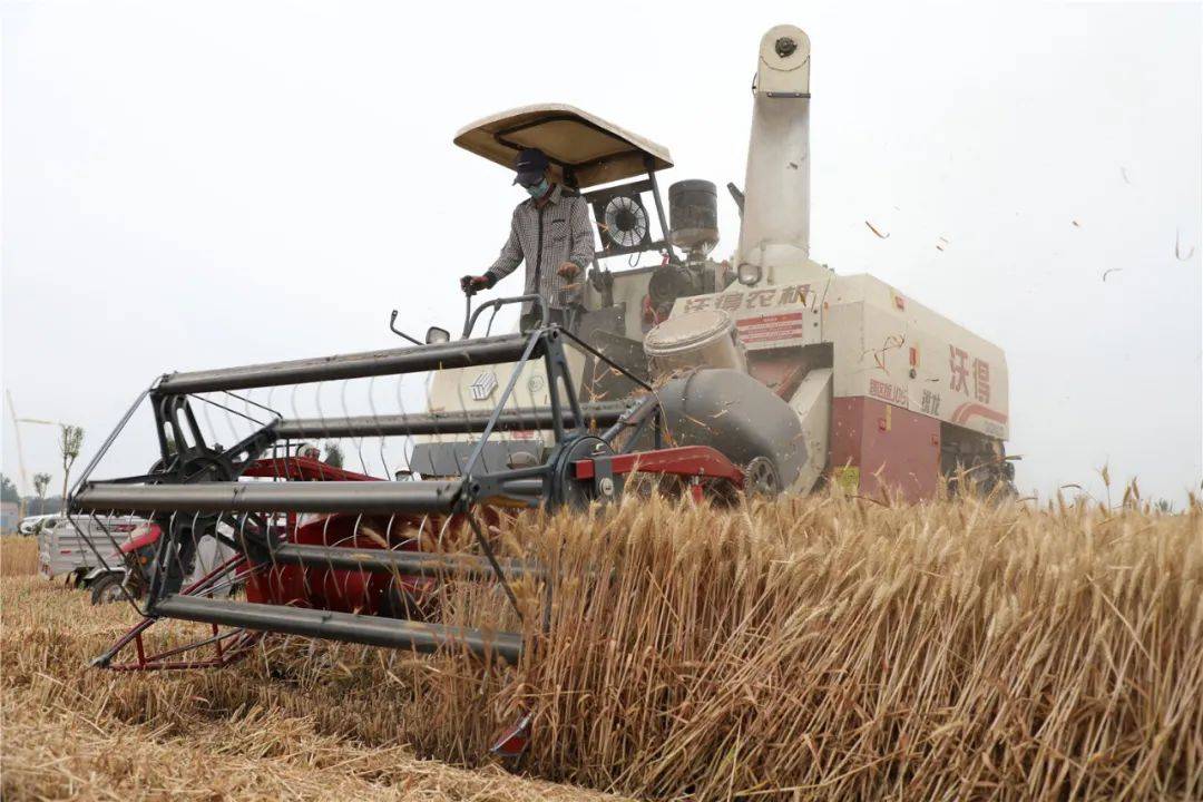 联合收割机一天收多少亩小麦 990b31e5ca854fb3bc589152d41a5183.jpeg