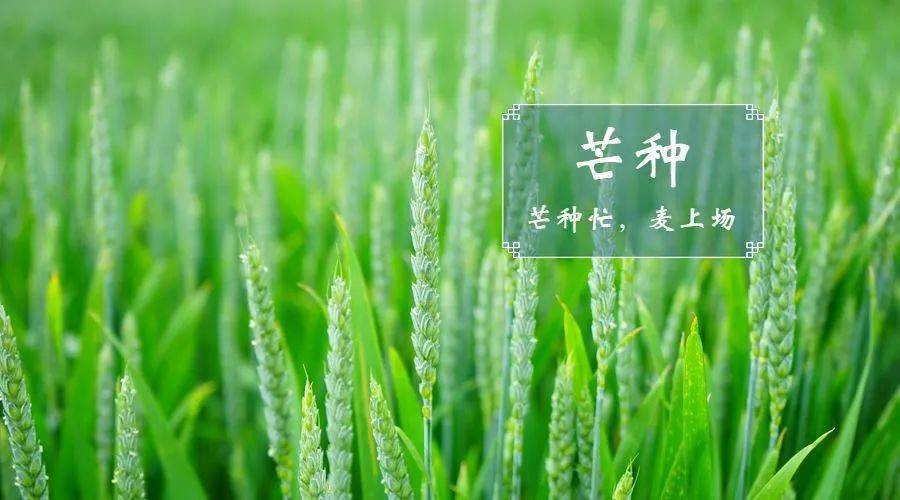 今日芒种:愿所有播种都能丰收,所有付出都有收获