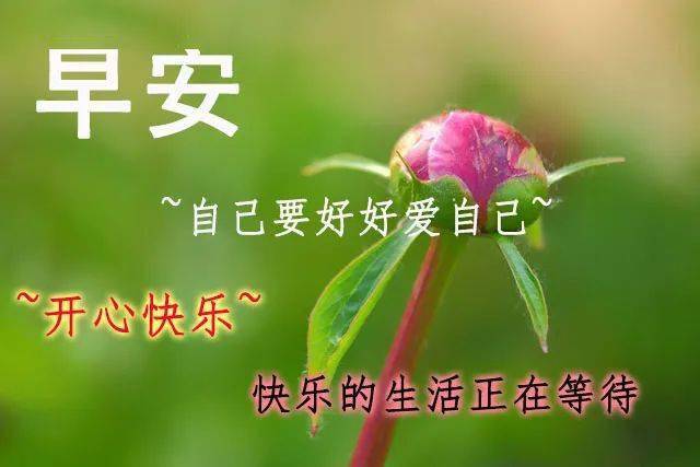 6月最新微信群发早上好漂亮问候鲜花图片动态带字 清晨一句美好的祝福